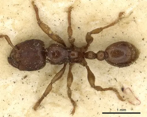 Vollenhovia pertinax specimen CASENT0901006 image casent0901006_1