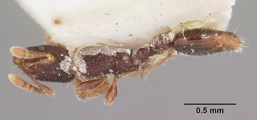 Vollenhovia piroskae specimen CASENT0101261 image casent0101261_1