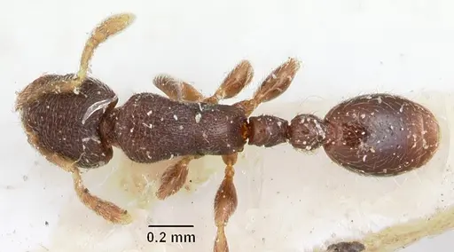 Vollenhovia piroskae specimen CASENT0101275 image casent0101275_1