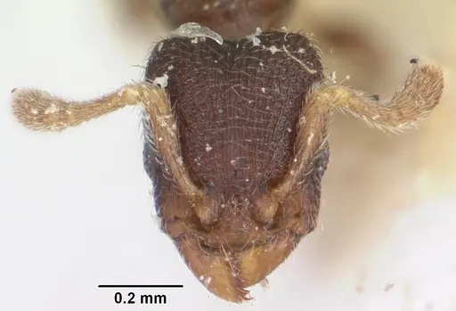 Vollenhovia piroskae specimen CASENT0101275 image casent0101275_2