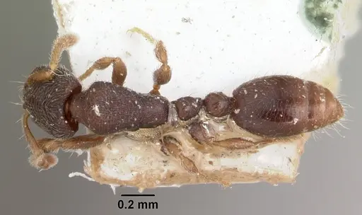 Vollenhovia piroskae specimen CASENT0101276 image casent0101276_1
