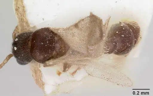 Vollenhovia piroskae specimen CASENT0101658 image casent0101658_1