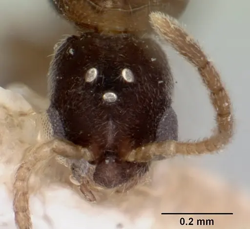 Vollenhovia piroskae specimen CASENT0101658 image casent0101658_2