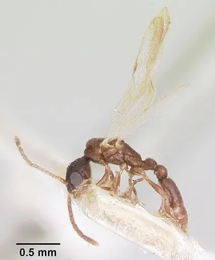 Vollenhovia piroskae specimen CASENT0101658 image casent0101658_4