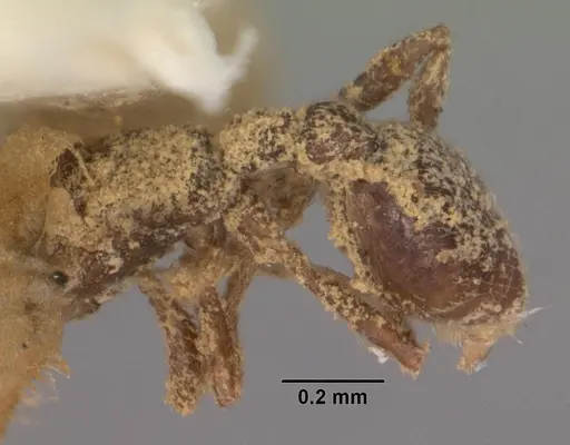 Vollenhovia piroskae specimen CASENT0102288 image casent0102288_1