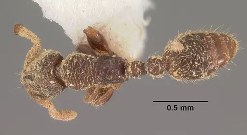 Vollenhovia piroskae specimen CASENT0102289 image casent0102289_1