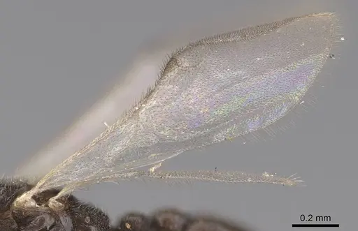 Vollenhovia piroskae specimen CASENT0159914 image casent0159914_5