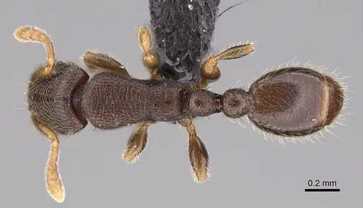 Vollenhovia piroskae specimen CASENT0159915 image casent0159915_1