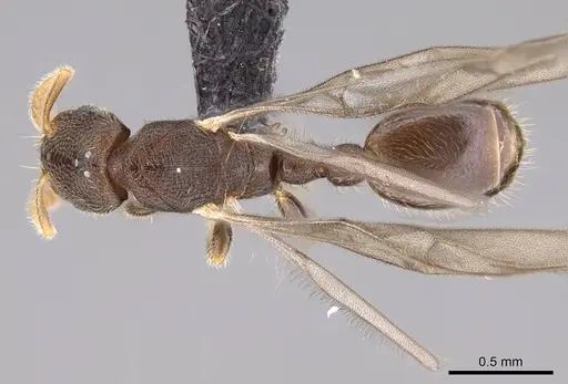 Vollenhovia piroskae specimen CASENT0159925 image casent0159925_1