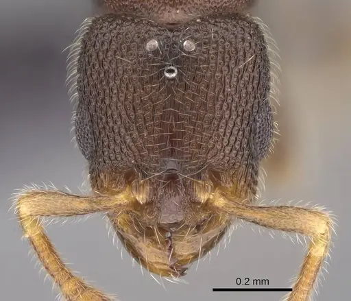 Vollenhovia piroskae specimen CASENT0159925 image casent0159925_2