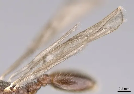 Vollenhovia piroskae specimen CASENT0159925 image casent0159925_4