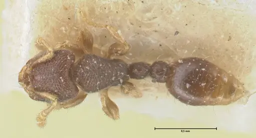 Vollenhovia piroskae specimen FOCOL1660 image focol1660_1