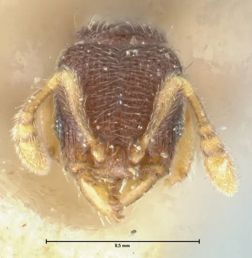 Vollenhovia piroskae specimen FOCOL1660 image focol1660_2