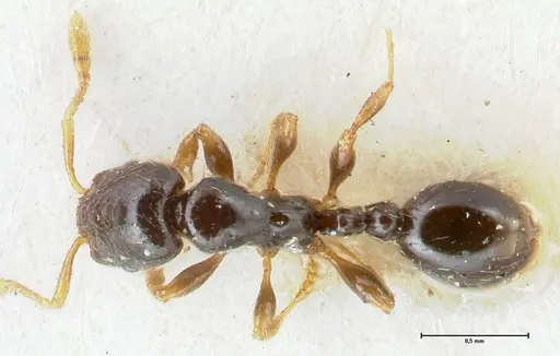 Vollenhovia punctata specimen FOCOL1670 image focol1670_1
