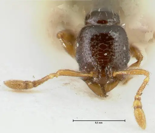 Vollenhovia punctata specimen FOCOL1670 image focol1670_2