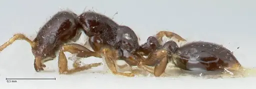 Vollenhovia punctata specimen FOCOL1670 image focol1670_3