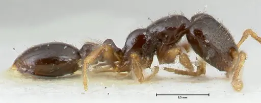 Vollenhovia punctata specimen FOCOL1670 image focol1670_4