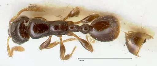 Vollenhovia punctata specimen FOCOL1671 image focol1671_1