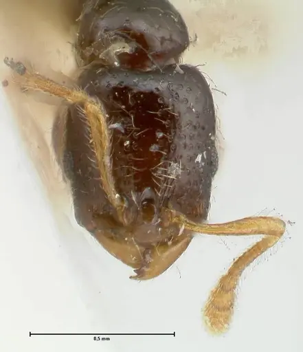 Vollenhovia punctata specimen FOCOL1671 image focol1671_2