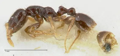 Vollenhovia punctata specimen FOCOL1671 image focol1671_3
