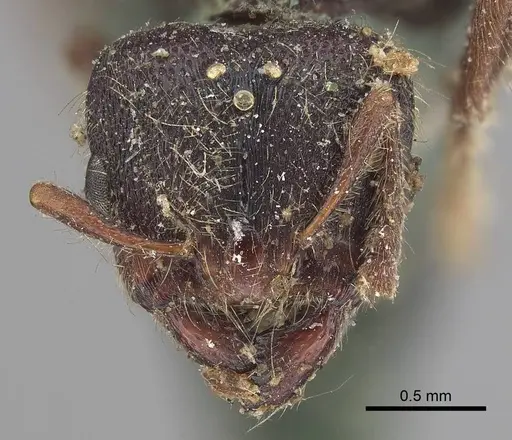 Vollenhovia punctatostriata specimen CASENT0919623 image casent0919623_2