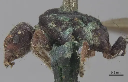 Vollenhovia punctatostriata specimen CASENT0919623 image casent0919623_3