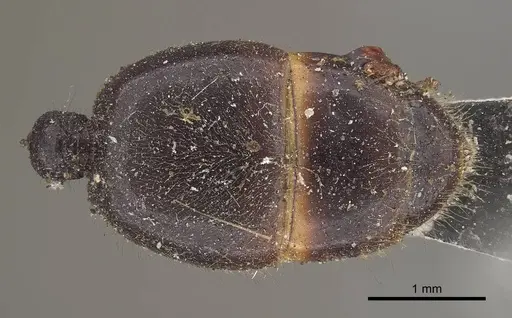 Vollenhovia punctatostriata specimen CASENT0919624 image casent0919624_1