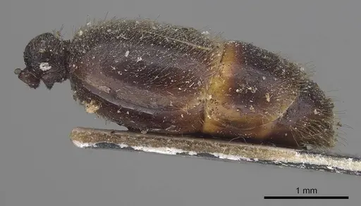 Vollenhovia punctatostriata specimen CASENT0919624 image casent0919624_2