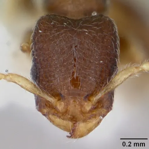 Vollenhovia pwidikidika specimen CASENT0173091 image casent0173091_2