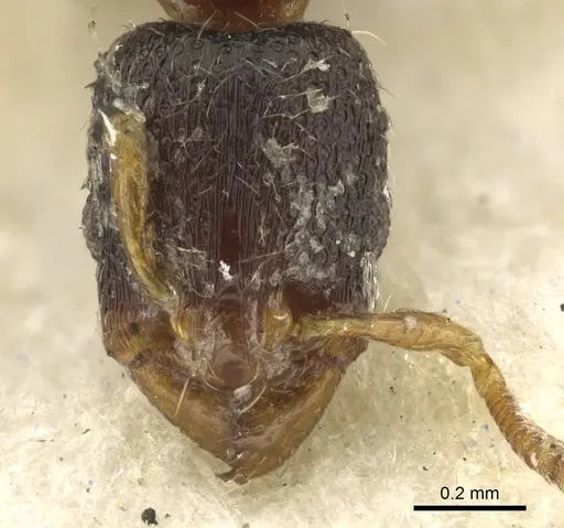 Vollenhovia rufipes specimen CASENT0901003 image casent0901003_2