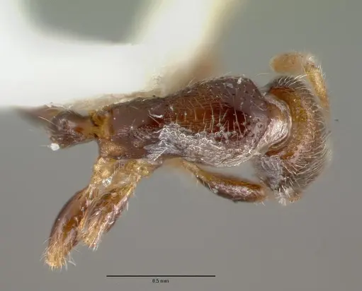 Vollenhovia rufipes specimen CASTYPE06992 image castype06992_1