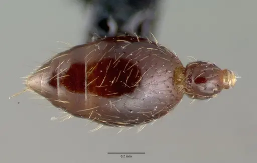 Vollenhovia rufipes specimen CASTYPE06992 image castype06992_2