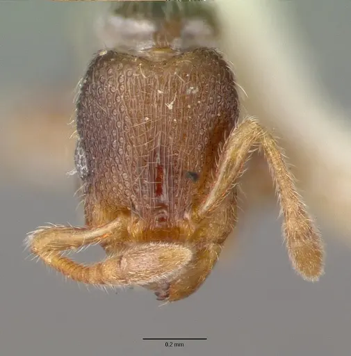 Vollenhovia rufipes specimen CASTYPE06992 image castype06992_3