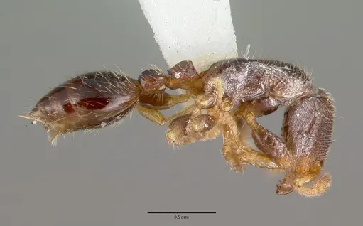 Vollenhovia rufipes specimen CASTYPE06992 image castype06992_4