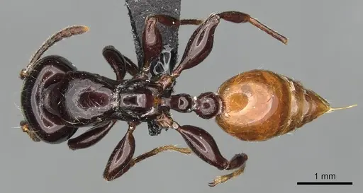 Vollenhovia rufiventris specimen CASENT0901007 image casent0901007_1
