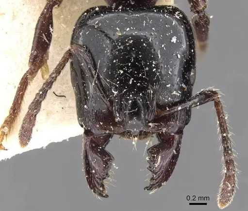 Vollenhovia rufiventris specimen CASENT0908665 image casent0908665_2