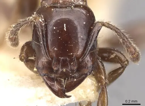 Vollenhovia rufiventris specimen CASENT0908666 image casent0908666_2