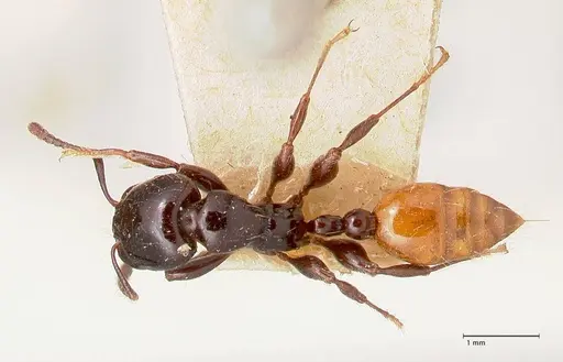 Vollenhovia rufiventris specimen FOCOL0772 image focol0772_1