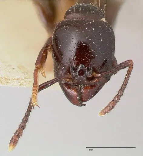 Vollenhovia rufiventris specimen FOCOL0772 image focol0772_2
