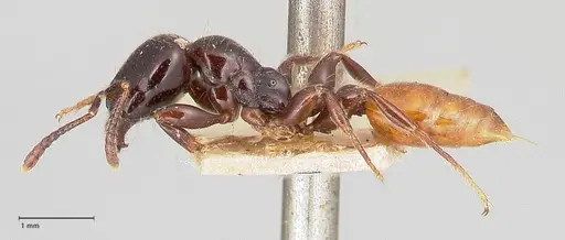 Vollenhovia rufiventris specimen FOCOL0772 image focol0772_3