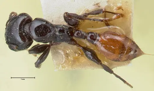 Vollenhovia rufiventris specimen FOCOL1675 image focol1675_1