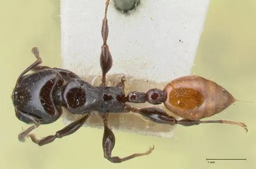 Vollenhovia rufiventris specimen FOCOL1676 image focol1676_1