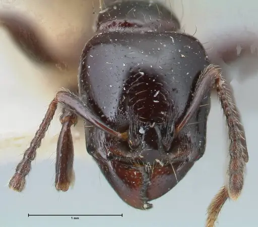 Vollenhovia rufiventris specimen FOCOL1676 image focol1676_2