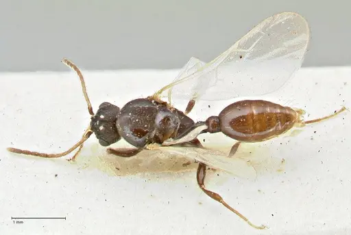 Vollenhovia rufiventris specimen FOCOL2920 image focol2920_1