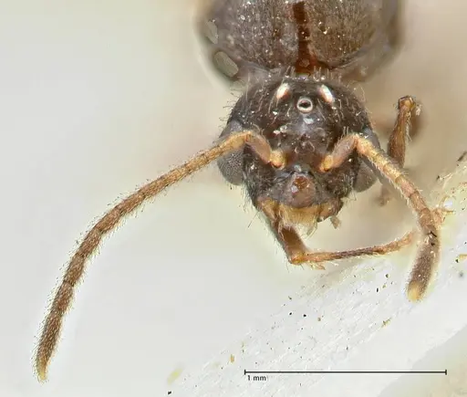 Vollenhovia rufiventris specimen FOCOL2920 image focol2920_2