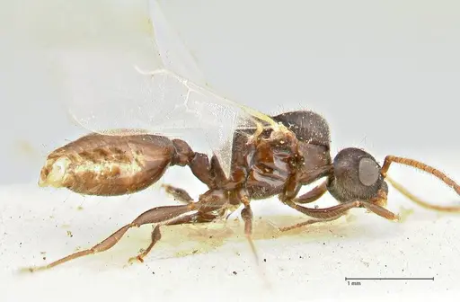 Vollenhovia rufiventris specimen FOCOL2920 image focol2920_3