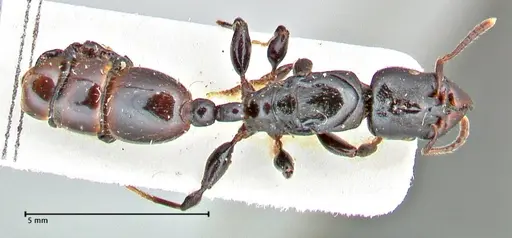 Vollenhovia rufiventris specimen FOCOL2921 image focol2921_1