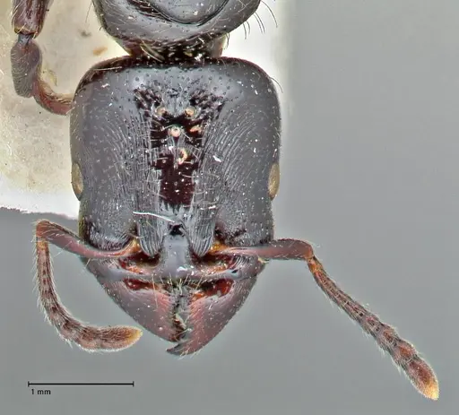 Vollenhovia rufiventris specimen FOCOL2921 image focol2921_2