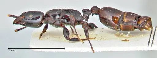 Vollenhovia rufiventris specimen FOCOL2921 image focol2921_3