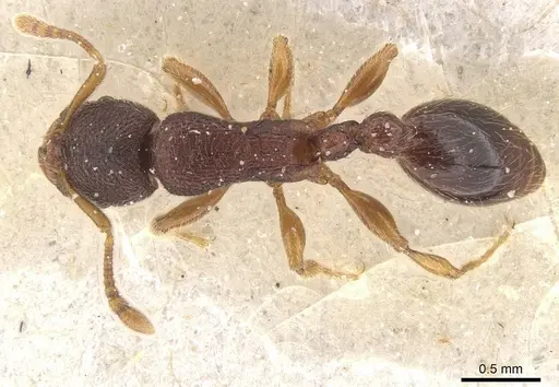 Vollenhovia satoi specimen CASENT0913026 image casent0913026_1